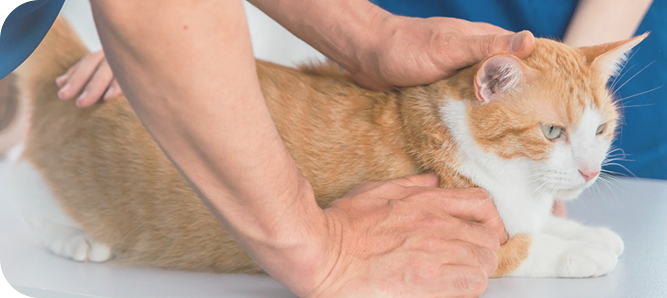 キービジュアル