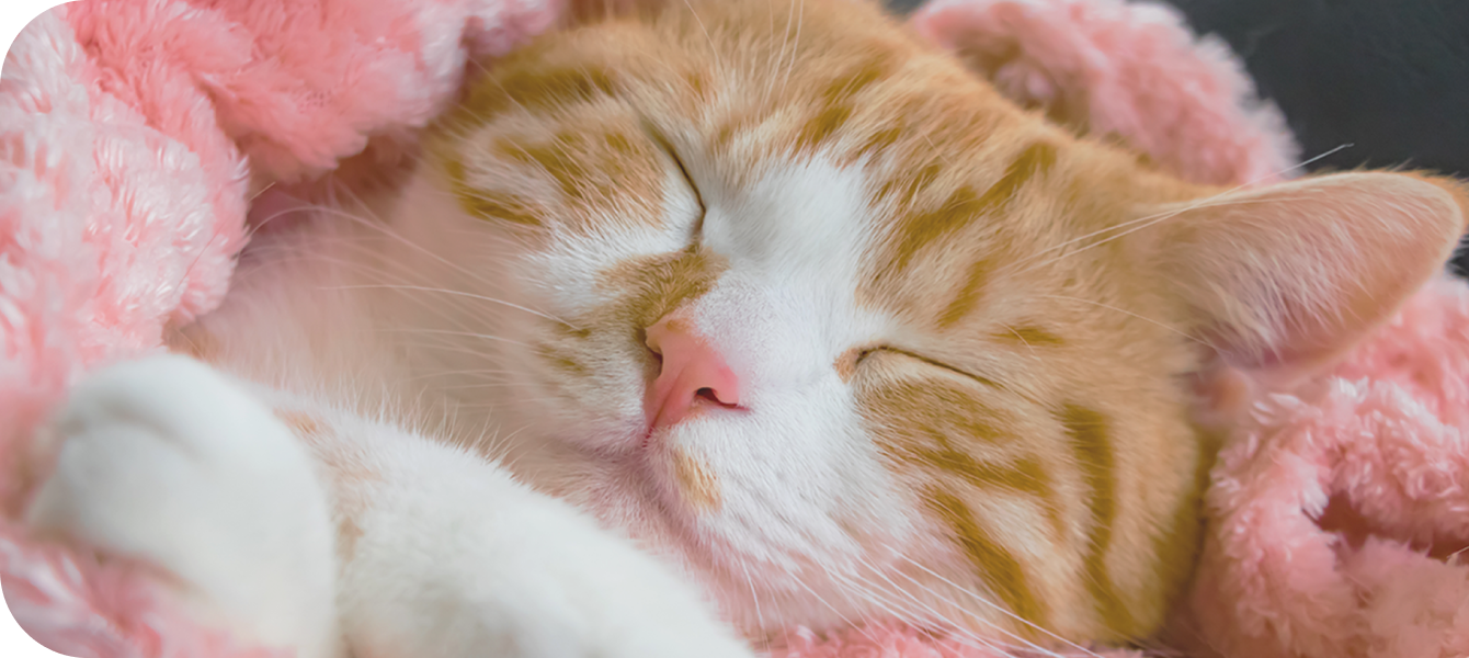 キービジュアル